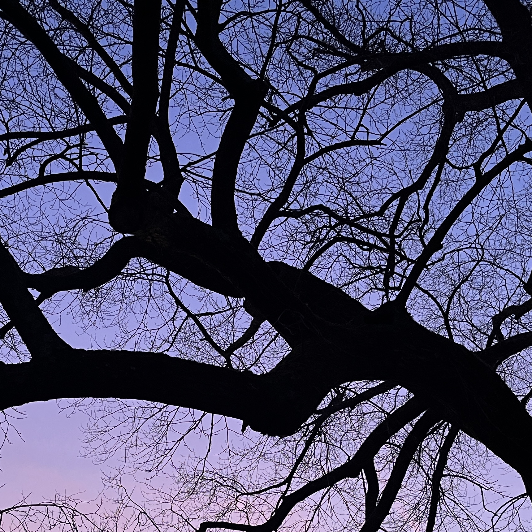 branching out. a photo of silhouetted trees against the dusk blue sky.